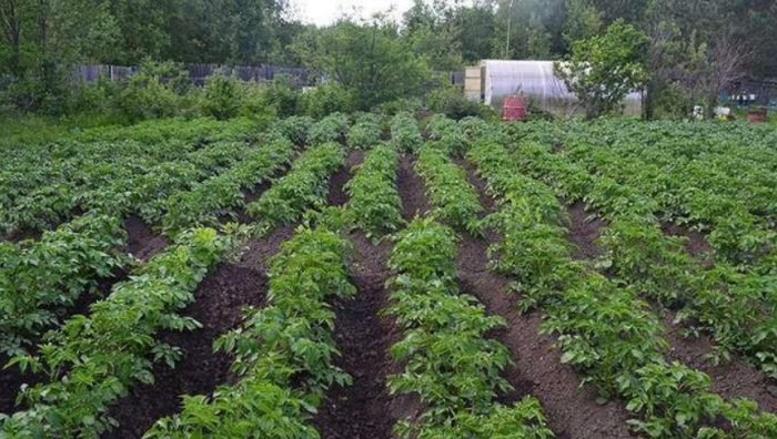 Храсти от картофи сорт Нандина