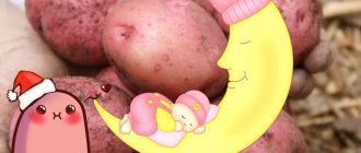 Червен картоф Соня