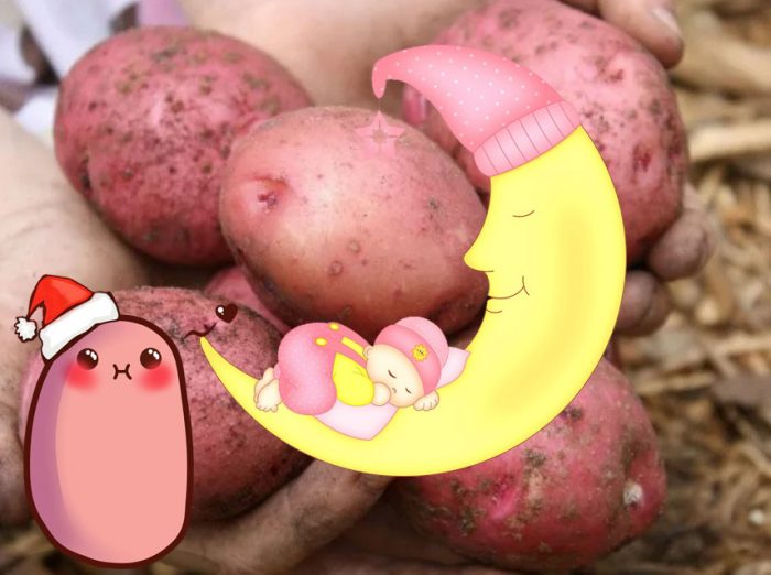 Червен картоф Соня Червен картоф Соня