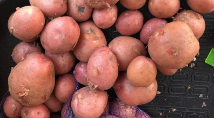 Сорт червени картофи Червена Соня Семенен материал от сорта Червена Соня