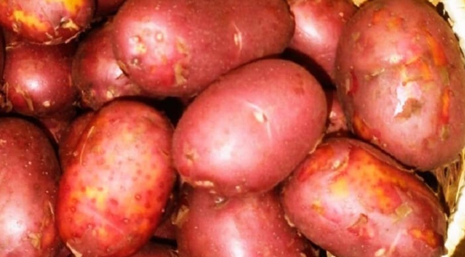 Червен картоф Соня