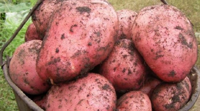 Реколта от картофи сорт Червена Соня Големи грудки от сорта Червена Соня