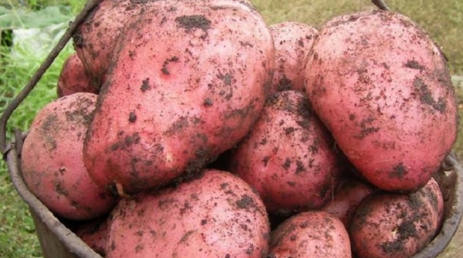 Големи грудки от сорта Червена Соня