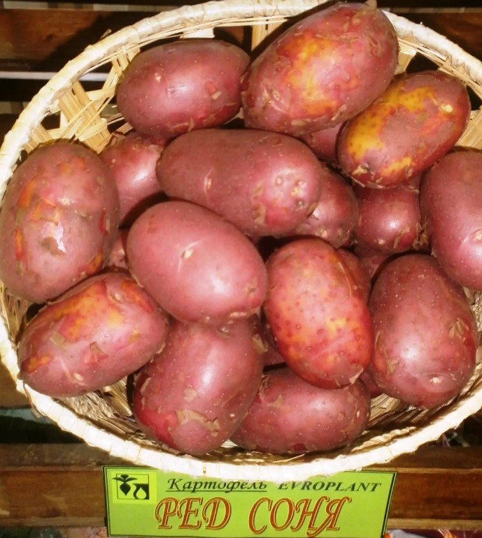 Сорт Червена Соня в кошница