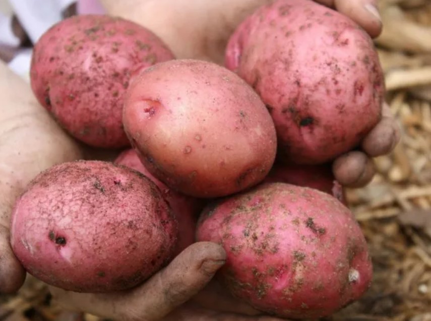Реколта от картофи сорт Червена Соня
