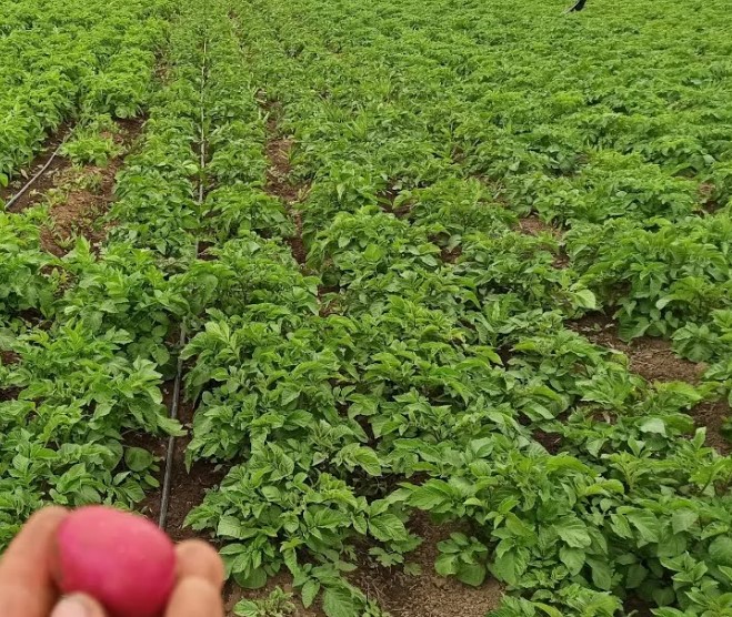 Сорт картофи Червена Соня Картофени храсти