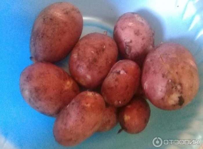 Червен сорт Червена Соня Сорт картофи Червена Соня