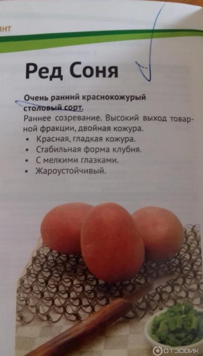 Трапезен червен сорт Семена от сорт Червена Соня