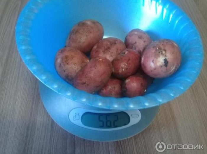 Клубени на люспи Претегляне на картофени клубени Red Sonya