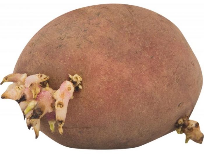 Кълнове по картофите Картофи с кълнове