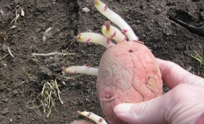 Засаждане на картофи Засаждане на картофи