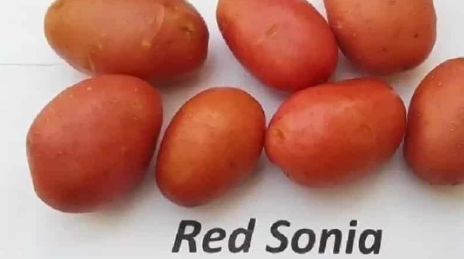 Червен картоф Соня