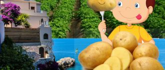 Сорт картофи Ривиера