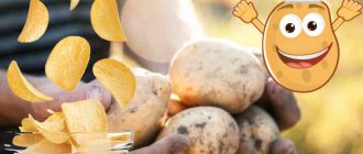 Сорт картофи Винета