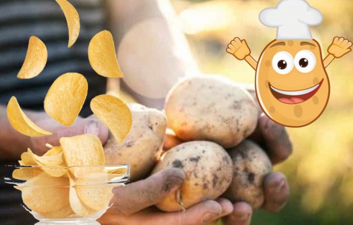 Сорт картофи Винета