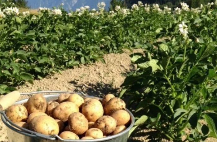 Реколта сорт Винета