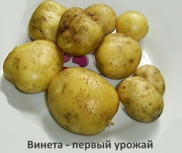 Семена от сорта Винета