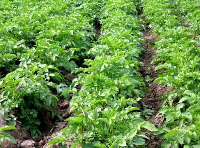 Храсти от сорта Винета