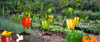 Пипер в Московска област