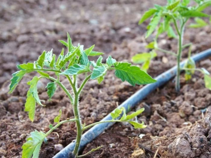 Поливане на домати в открита земя