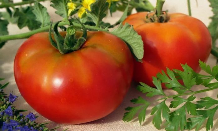 Плодове Татяна