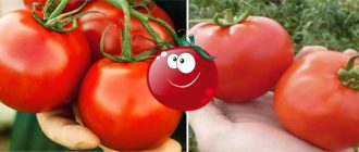 Домати Татяна и Таня