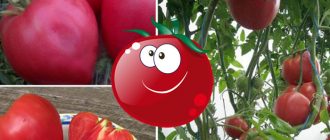 Сорт домати Велможа