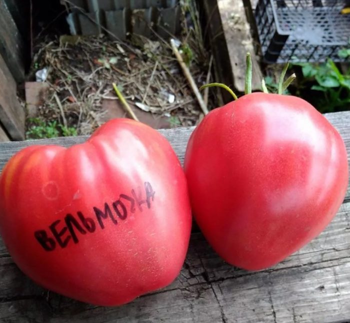 Сорт Велможа