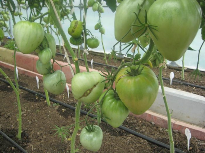 Храсти с домати сортове Velmozha