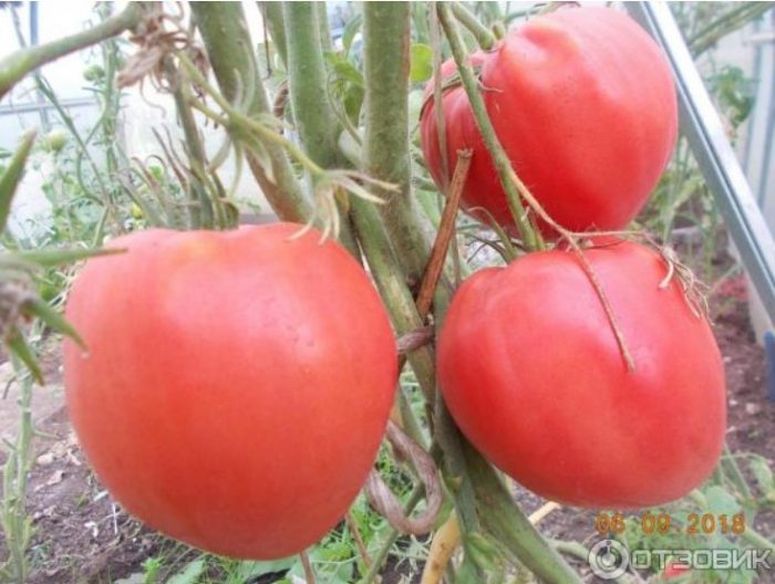 Плодове на храста