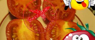 Доматено пътешествие в секция