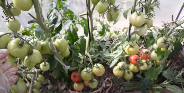 Доматени храсти