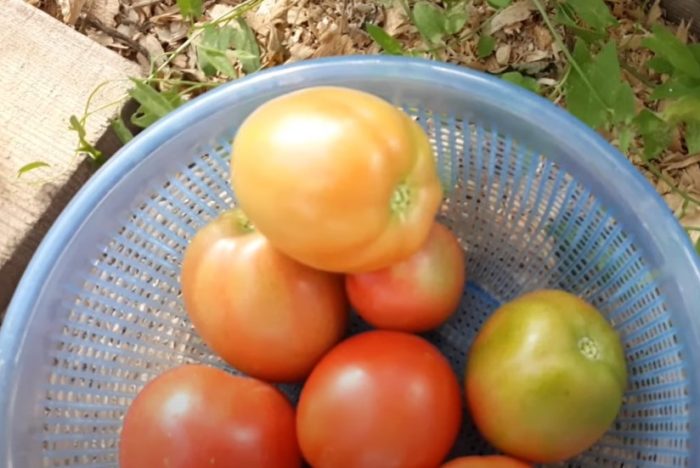 Плодовете са кръгли с чучур