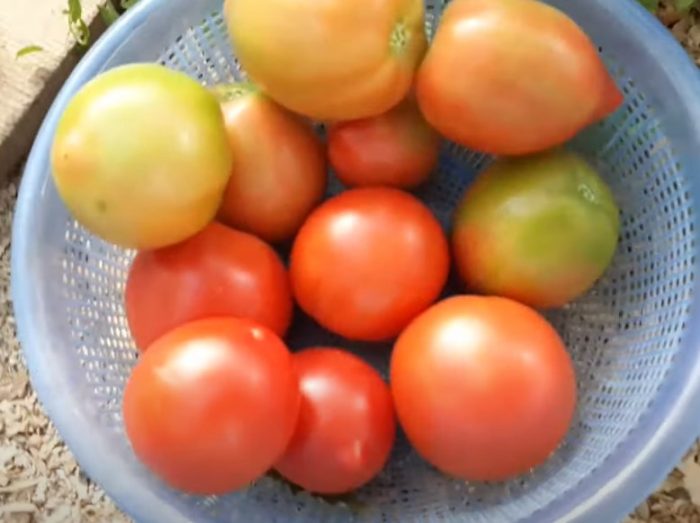 Плодове от сорта Voyage F1