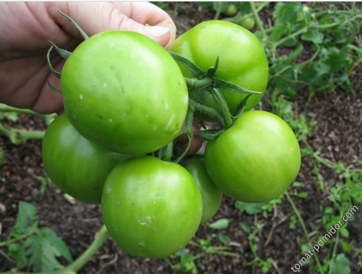 Зелени плодове