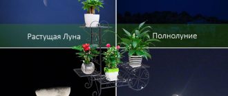 Стайни цветя и Луната