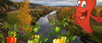 Пипер в Урал