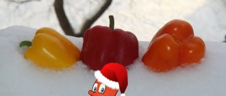 Пипер в Сибир