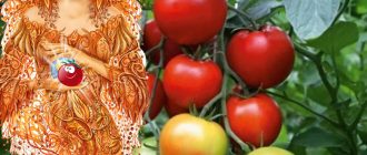 Хибриден сорт домати Афродита