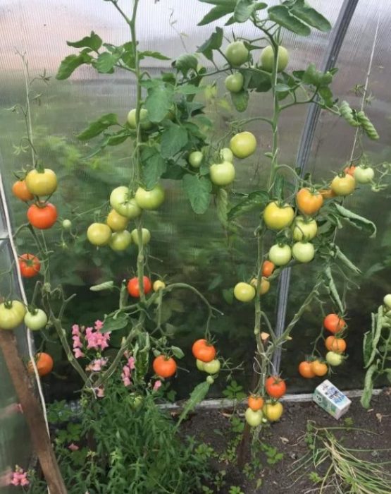 Θάμνοι ντομάτας Αφροδίτη