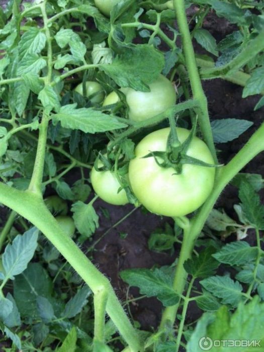 Πράσινα φρούτα