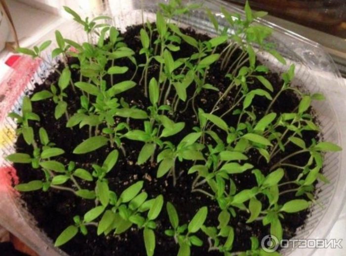 Καλλιέργεια σπορόφυτων