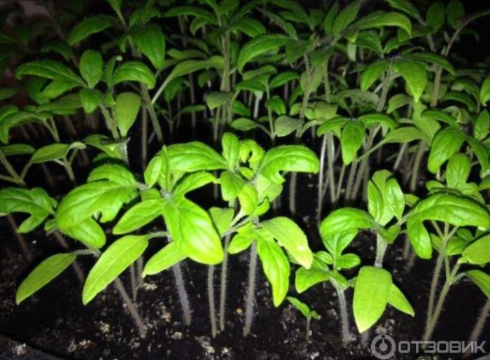 Καλή βλάστηση των σπόρων της ποικιλίας Aphrodite