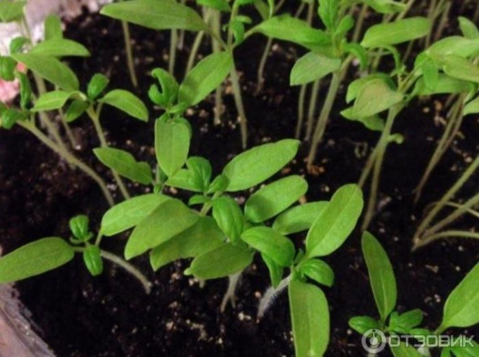 Υγιή σπορόφυτα