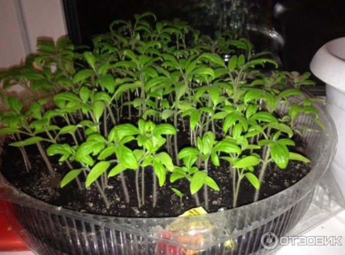 Σπορόφυτα σε ένα μπολ