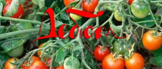 Сорт домати Дебют