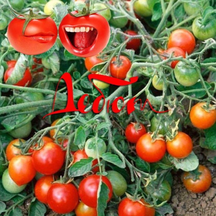 Сорт домати Дебют