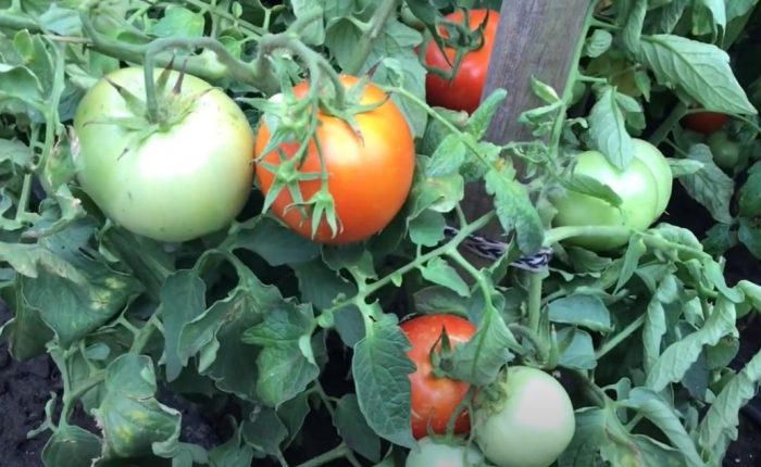 Храст и плодове от сорта Дебют