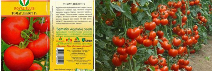 Храсти и семена от сорта Дебют