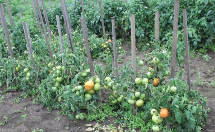 Определен храст